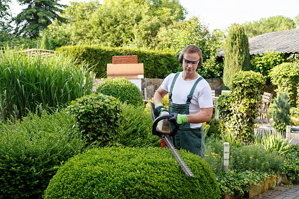 Trusted East Berwick, PA Tree Services Experts